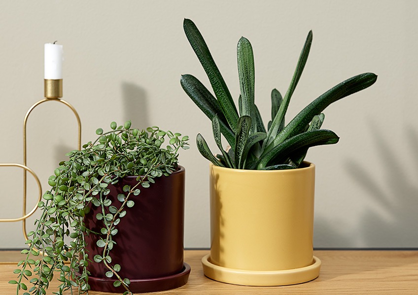 A hanging plant in a purple plant pot next to a pointy plant in a yellow plant pot 